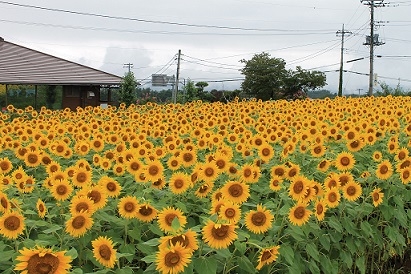 ひまわり