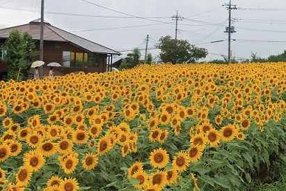 ひまわり