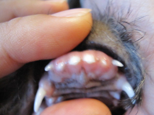 犬歯