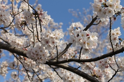 桜