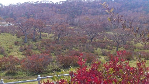 紅葉山